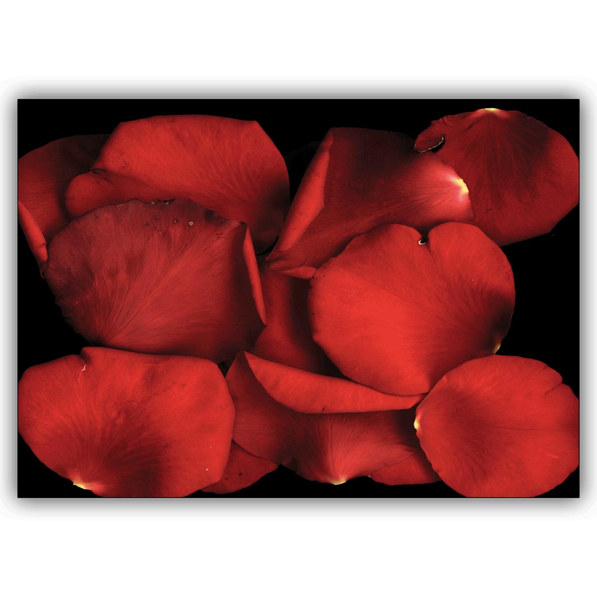romantische Foto Grußkarte, Geschenkbeileger mit Liebe: Rosen Blütenblätter