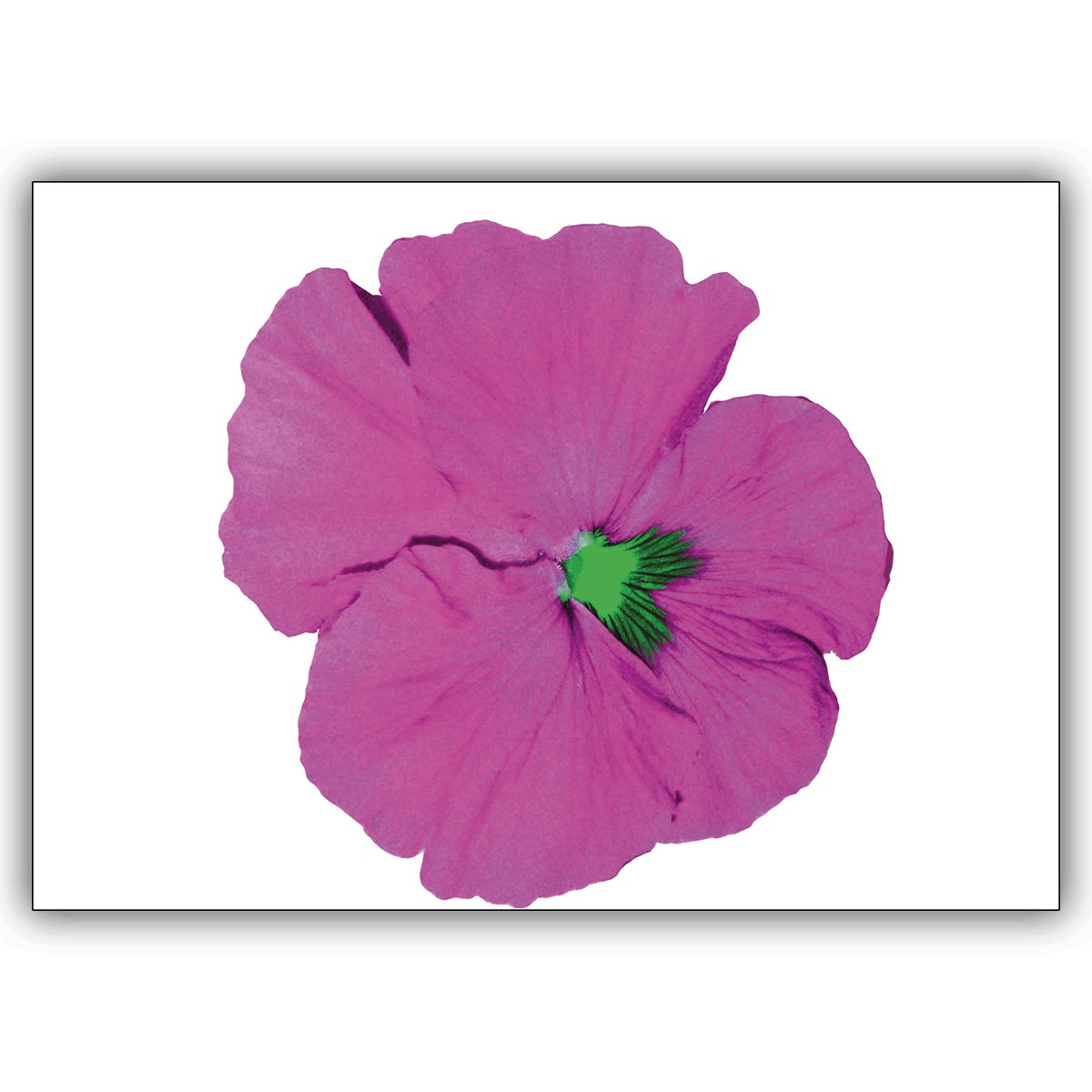 Coole Blumen Grußkarte mit Stiefmütterchen in pink: Popart-Mütterchen