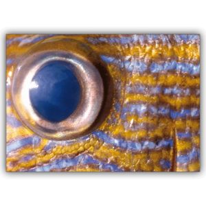 Tierische Foto Grußkarte: Fish Eye oder Aug in Aug mit der Natur