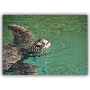Tolle Tier Foto Grußkarte mit schwimmender Schildkröte