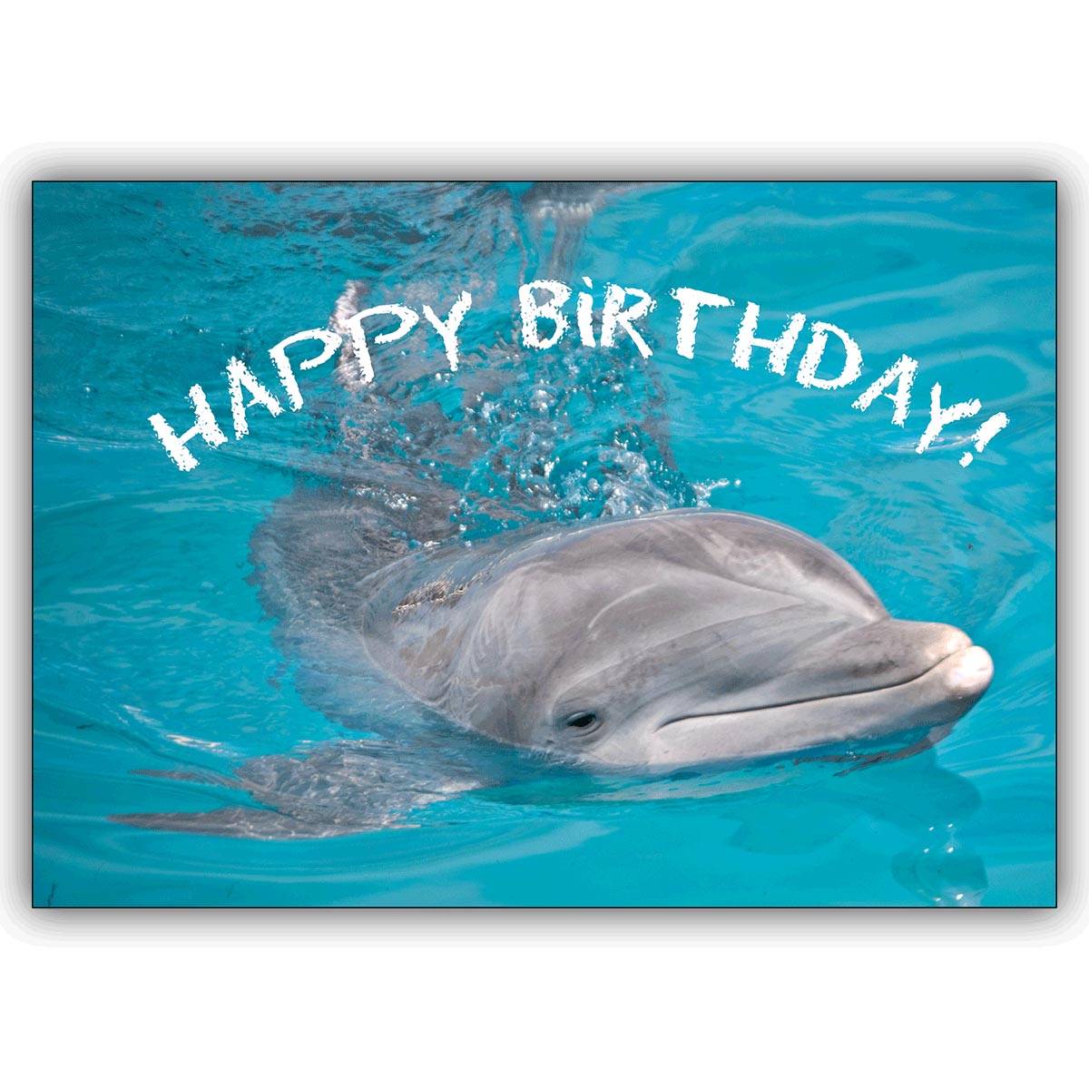 Schöne Geburtstagskarte: Happy Birthday – die Tier Foto Grußkarte mit Delfin