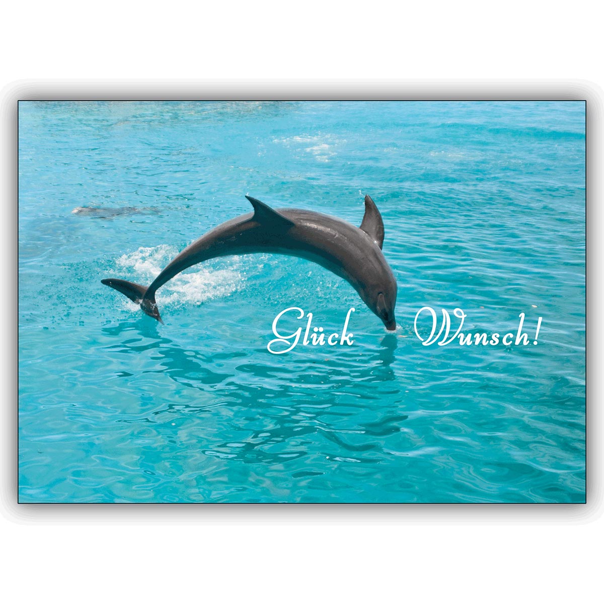 Tolle Delfin Foto Grußkarte: Glückwunsch – zum Geburtstag, Geschenkkarte