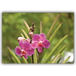 Wunderschöne Blumen Grußkarte: Pinke Orchideen – zum Geburtstag, Geschenkkarte