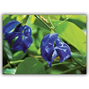 Üppige Blumen Grußkarte: Die Blaublütler zum Geburtstag, Geschenkkarte