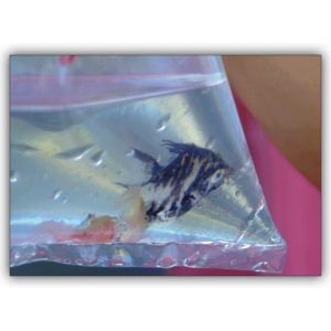 Tierische Foto Grußkarte: Zierfisch in der Tüte auch als Gutschein für Aquarium Fans