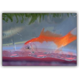 Tierische Foto Grußkarte: Goldfisch in der Tüte – Gutschein für Fisch Liebhaber