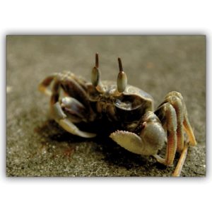 Edle Tier Foto Grußkarte mit angriffslustiger Krabbe