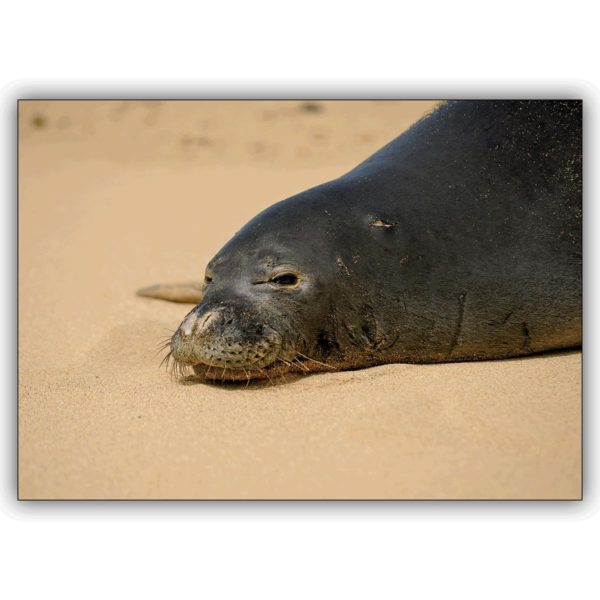 Tierische Foto Grußkarte mit grinsender Robbe