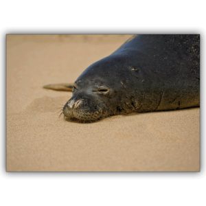 Tierische Fotogrußkarte mit dösender Robbe
