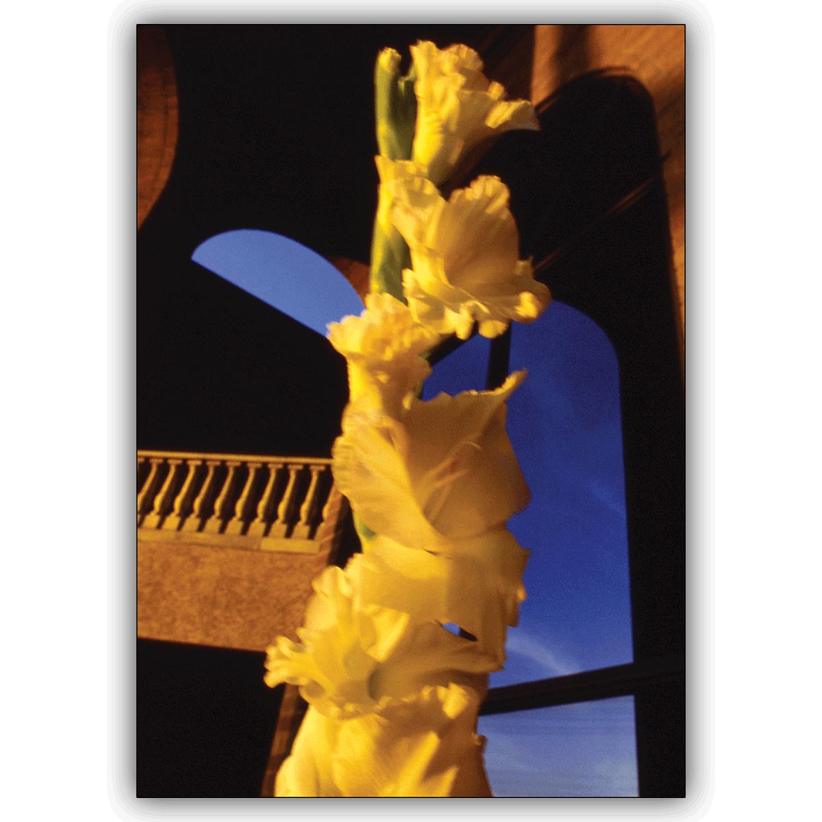 Ausgesuchte Fotokunst Blumen Grußkarte: Sonnige Gladiolen