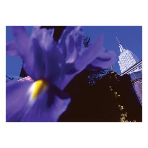 Beeindruckende Fotokunst Blumen Grußkarte: Blaue Lilien vor dem Chrysler Building, New York
