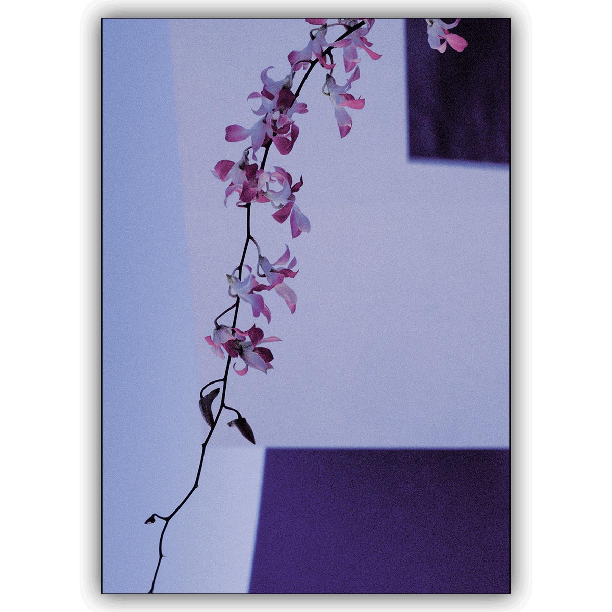 Traumhafte Fotokunst Blumen Grußkarte: Ein Hauch von Orchidee