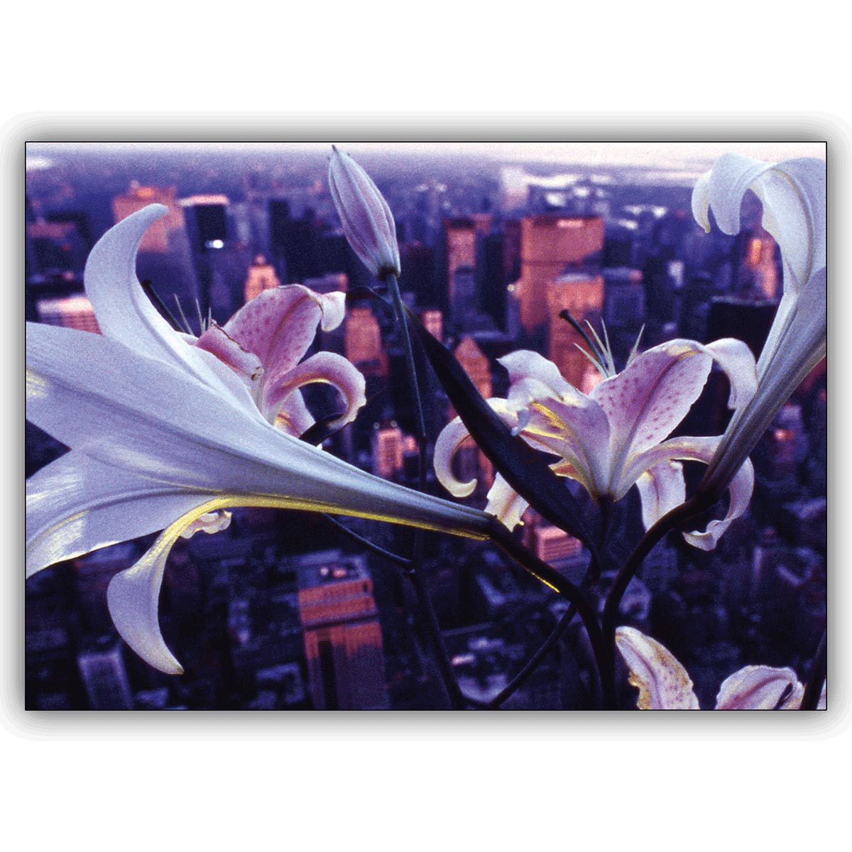 Feine Fotokunst Blumen Grußkarte: weiße Lilien über New York