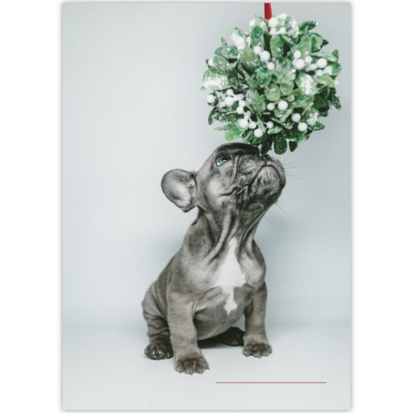 Kartenkaufrausch: Malblock Motiv "christmas puppy" aus unserer Malblock Papeterie in multicolor