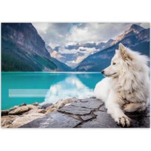 Kartenkaufrausch: Kinder Malblock Motiv "Fjord Hund" aus unserer Malblock Papeterie in blau