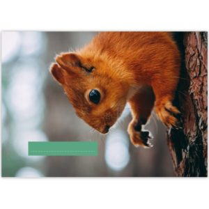 Kartenkaufrausch: Kinder Malblock Motiv "Eichhörnchen" aus unserer Malblock Papeterie in braun