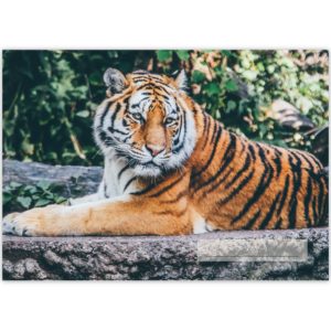 Kartenkaufrausch: Kinder Malblock Motiv "Resting Tiger" aus unserer Malblock Papeterie in multicolor