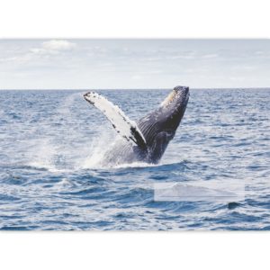 Kartenkaufrausch: Malblock Motiv "Springender Wal" aus unserer Malblock Papeterie in blau