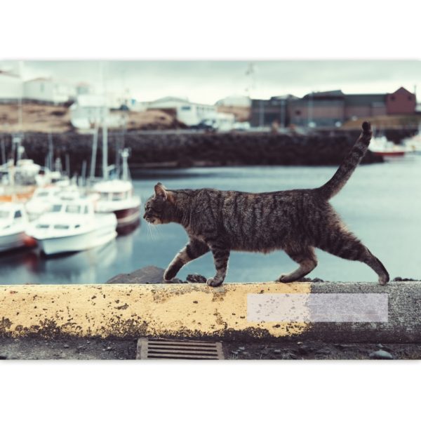 Kartenkaufrausch: Malblock Motiv "Hafen Katze" aus unserer Malblock Papeterie in multicolor